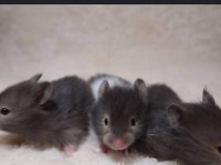 Aynı Gün Adrese Teslim Hamster Yavru Ve Setleri