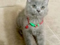 Yavru kedilerin mama tuvalet eğitimi verildi