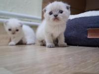 Oyuncu Scottish Fold Bebişler