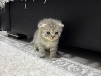 Scottish fold yavru