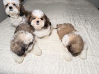 3 tane shih tzu yavruları