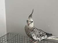 Ele Alışık Sultan Papağanımız Rıfkı