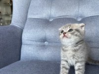 Gri Scottish Fold Yavru