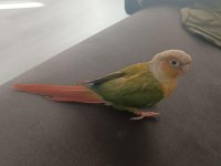 1.5 yaşında el besleme konur