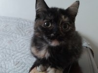 2.5 aylık güzellik kedimiz yuva arıyor