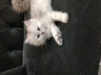 British Shorthair Yavrularımız