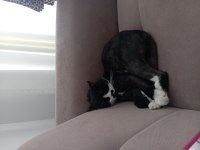 1.5 Yaşında Scottish Erkek