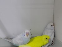 Hazır Eşli Takım Muhabbet Kuşlar