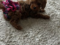 Teacup Boy Dişi Poodle