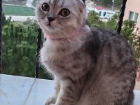 Scottish Fold Dişi
