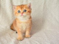 Harika Rengi İle Golden British Shorthair