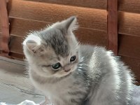 Silver Erkek Yavru Kedimiz