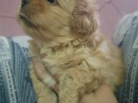 İki Adet Pekinez Erkek