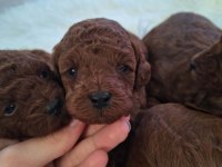 Mersin lokumu poodle yavrular