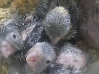 El Besleme Bebek Forpus