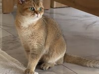 British Longhair Golden Ny11 Yavrular