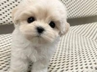 0 Numara Maltese Yavrularımız