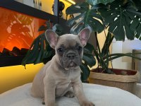 Egzotik French Bulldog Yavrularım Harika Renkler Ve Anatomiler