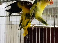 Cennet Ve Sevda Papağanı