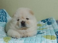 Chow Chow Köpeği Yavruları