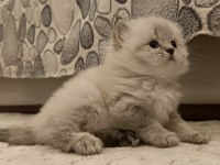 Böylesini kedimiz zor bulursun