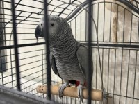 1 yaşında erkek jako papağanı