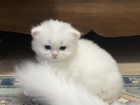 Beyaz Safkan Chinchilla Cinsi Yavru Kediler Ücretli