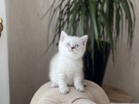 Lynx point british shorthair yavrumuz