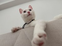 Mavi gözlü beyaz tekir kedimiz 5 aylık dişi