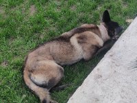 Alan Koruma Belçika Malinois