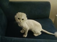 Silver Point Scottish Fold