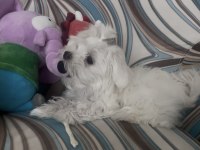 Safkan 0 Numara Kore Maltese