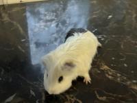 Erkek Sheltie Guinea Pig