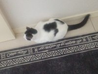 Kedimiz Kısır Ve Sevimli Kedimiz Yeni Yuvasını Arıyor