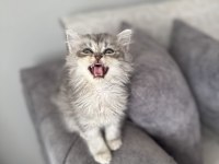 British Longhair Erkek Silver