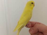 1 Aylık Yavru Dişi Muhabbet Kuşu