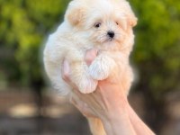Kop kore maltipoo