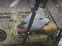 Satılık 2 Takım Çift Kırmızı Kuyruk Jako Papağanı