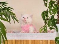 Erkek british longhair oyun hamuru