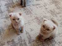 2 Aylık Oyuncu British Shorthair Bebişler