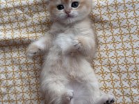 British shorthair golden yavru