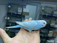 Ele Alıştırmalık Yerli Muhabbet Kuşu Yavrular Yeme Düştü