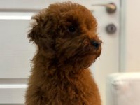 6 aylık toy poodle köpeği