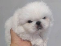 Safkan pekinez yavru köpekler