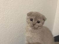 Uyguna Ev Ortamında Yetişme Yavru Kedimiz