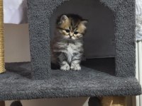 British Longhair Silver Tabby