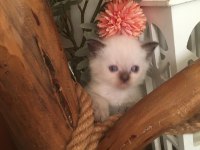 British shorthair yavru kediler