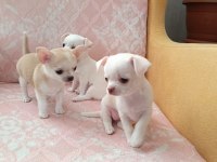 Chihuahua Yavrular 45 Günlük