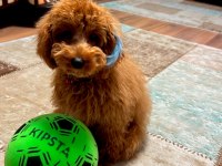 Toy Poodle Eğitimli 7.5 Aylık