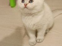 Top kafa safkan beyaz british shorthair